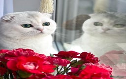 Scottish Fold cats for sale: 😻Scottish fold kittens😻 - Image 8
