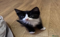 Mixed Breed cats for sale: Female tuxedos looking for forever homes - Advert 2