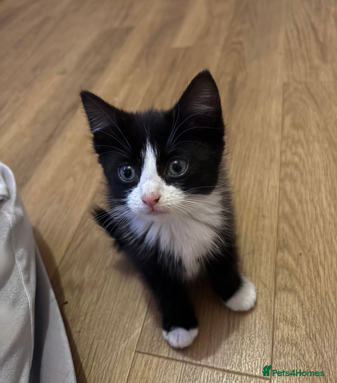 Mixed Breed cats for sale: Female tuxedos looking for forever homes - Advert 2