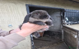 Mini Lop rabbits for sale: Pure bred Mini Lop Bunnies - Image 5