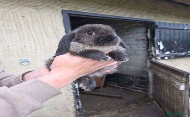 Mini Lop rabbits - Advert 4