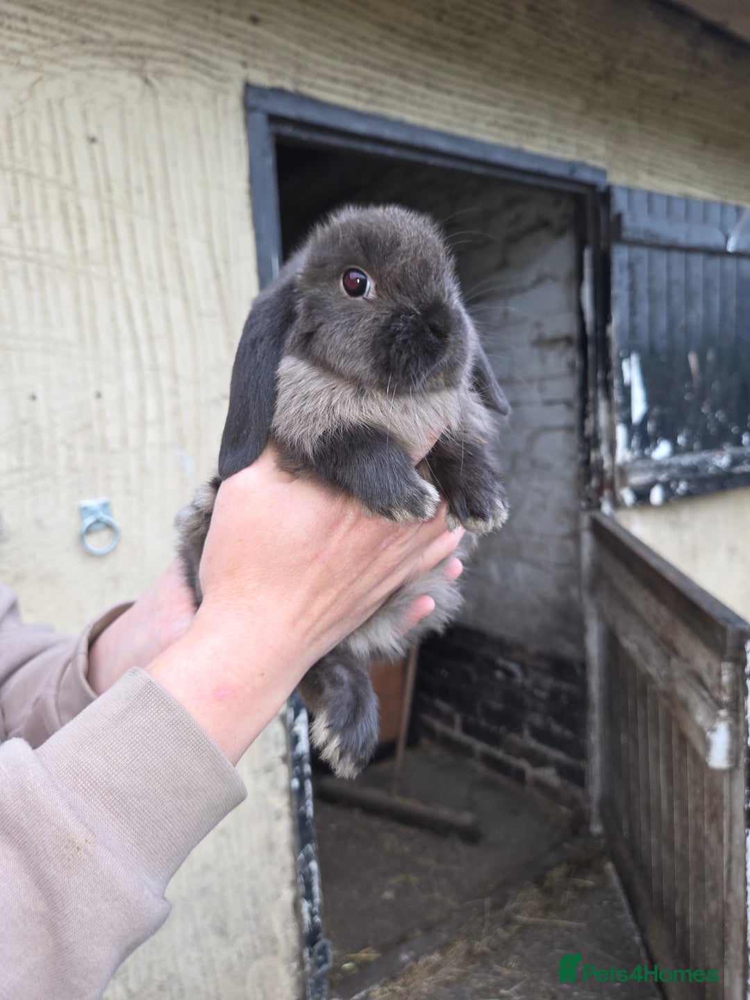 Mini Lop rabbits for sale: Pure bred Mini Lop Bunnies - Image 5