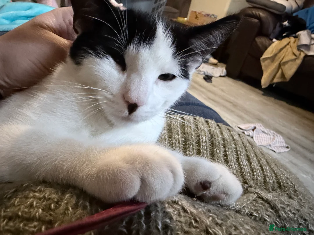 Mixed Breed cats for sale: Male cat  - Advert 2