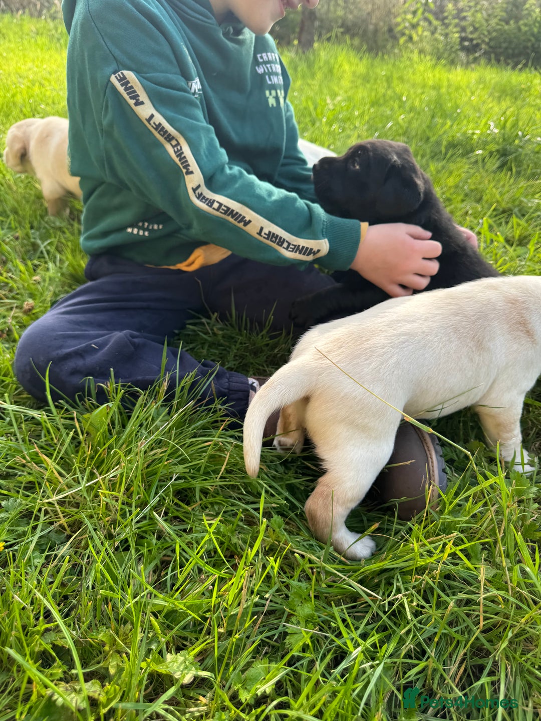 Labrador Retriever dogs for sale: KC health tested Labrador Pups  - Image 35