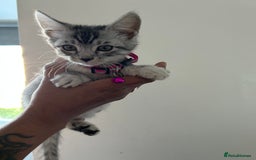 Bengal cats for sale: Bengal x Maine coon  - Image 13
