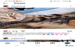 Ragdoll cats for sale: Domestic short hair x ragdoll  - Image 3