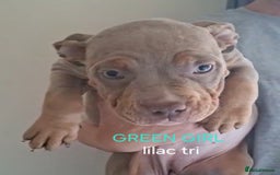 American Bulldog dogs for sale: Pocket bullie pups  - Image 6