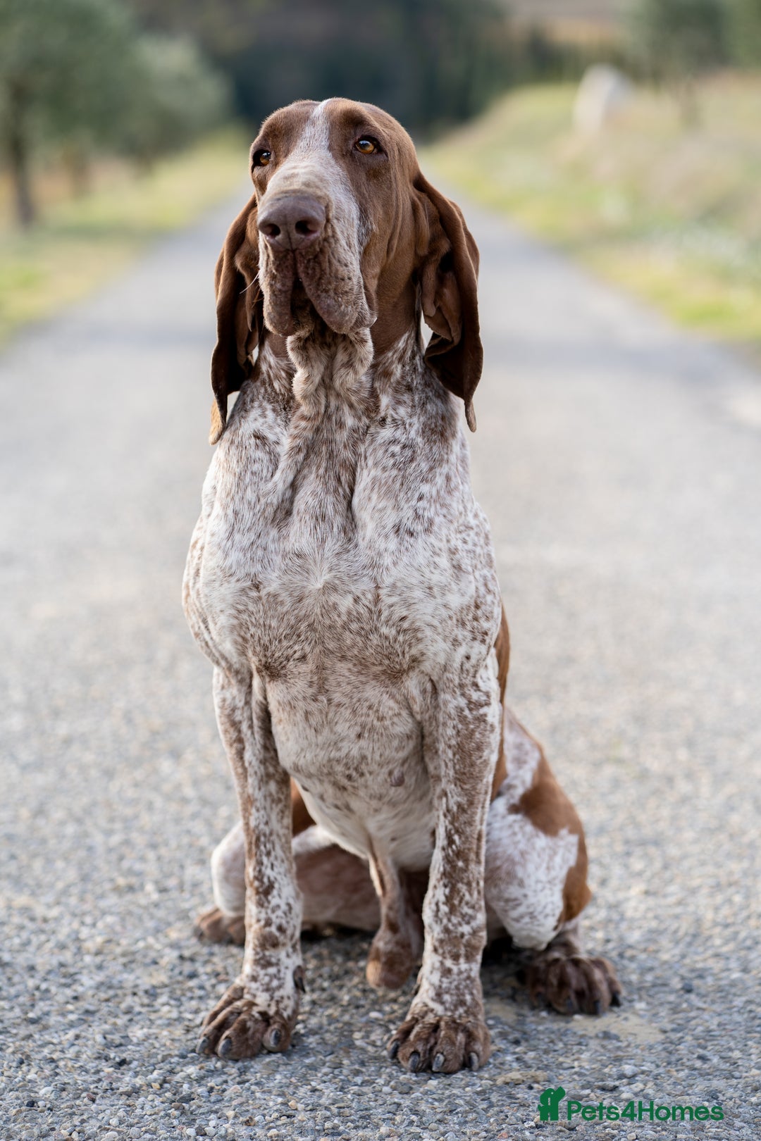 Bracco Italiano dogs for sale: Puppies due end of Jan!!   - Advert 19
