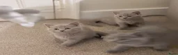 Russian Blue cats for sale: Beautiful Russian Blue/British Shorthair Kittens  in Wimborne - Advert 25
