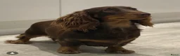 Miniature Dachshund dogs for sale: 🤎Quality miniature longhair dachshunds🤎  - Advert 6