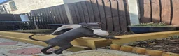 Italian Greyhound dogs for sale: Blue Italian greyhound - Advert 7