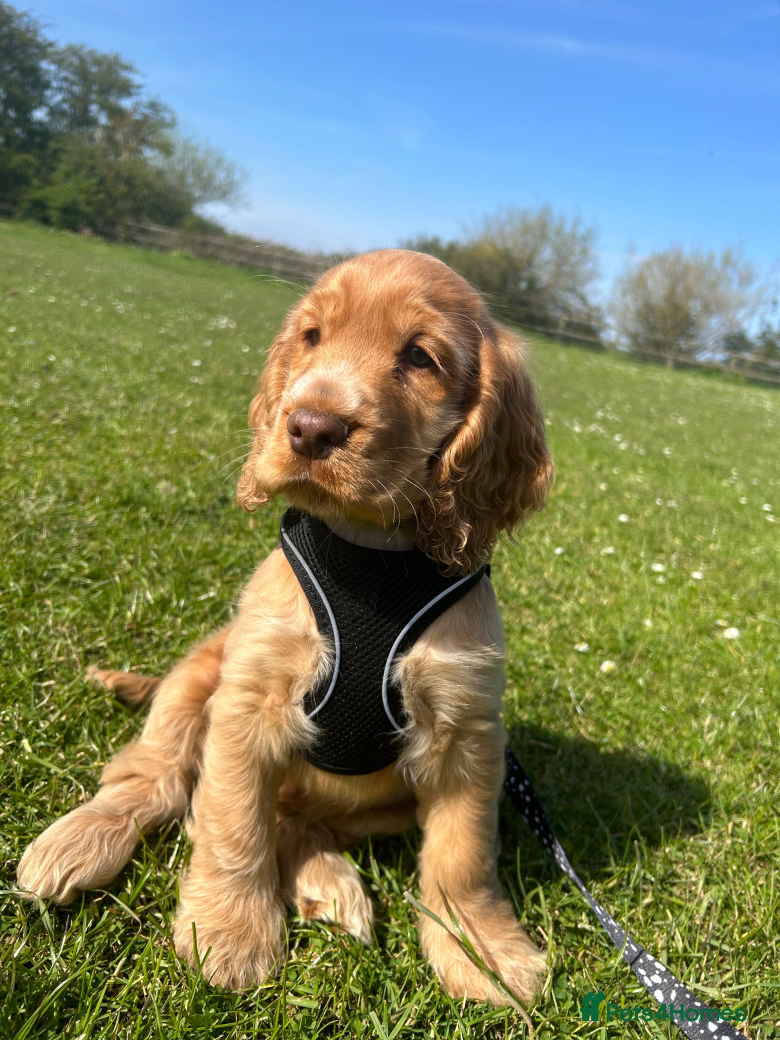 Cocker Spaniel dogs Kc registered cocker spaniel puppies (show Line)  - Advert 2
