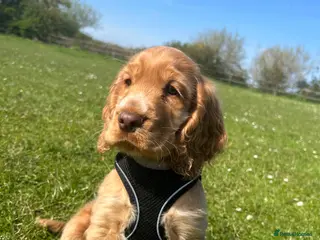 Cocker Spaniel dogs Kc registered cocker spaniel puppies (show Line) - Advert 10