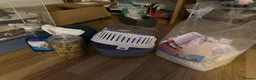 Hamster rodents for sale: Betsy and her accessories - Syrian Hamster - Advert 4