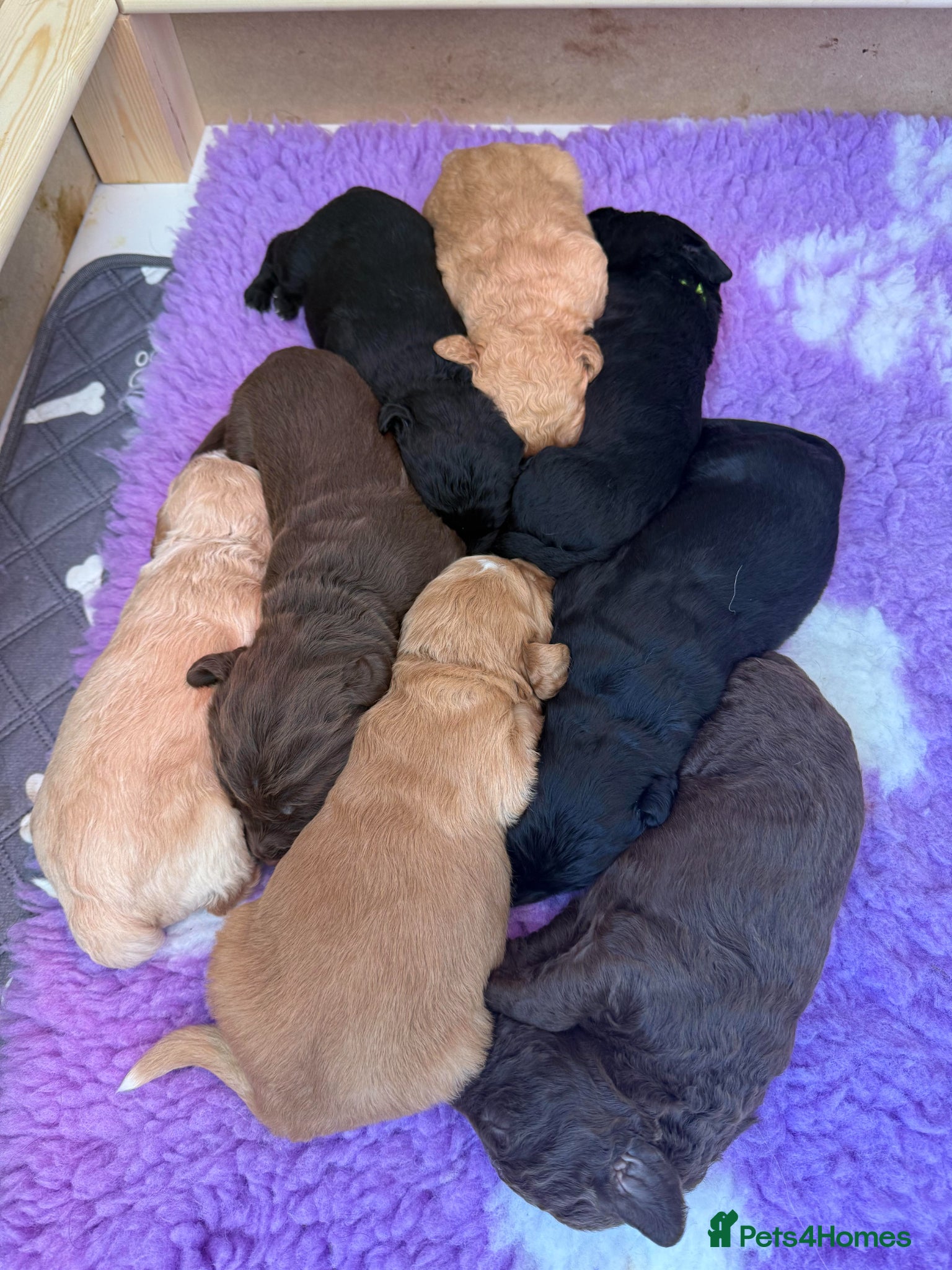 Labradoodle dogs F1B Labradoodle puppies - Advert 1