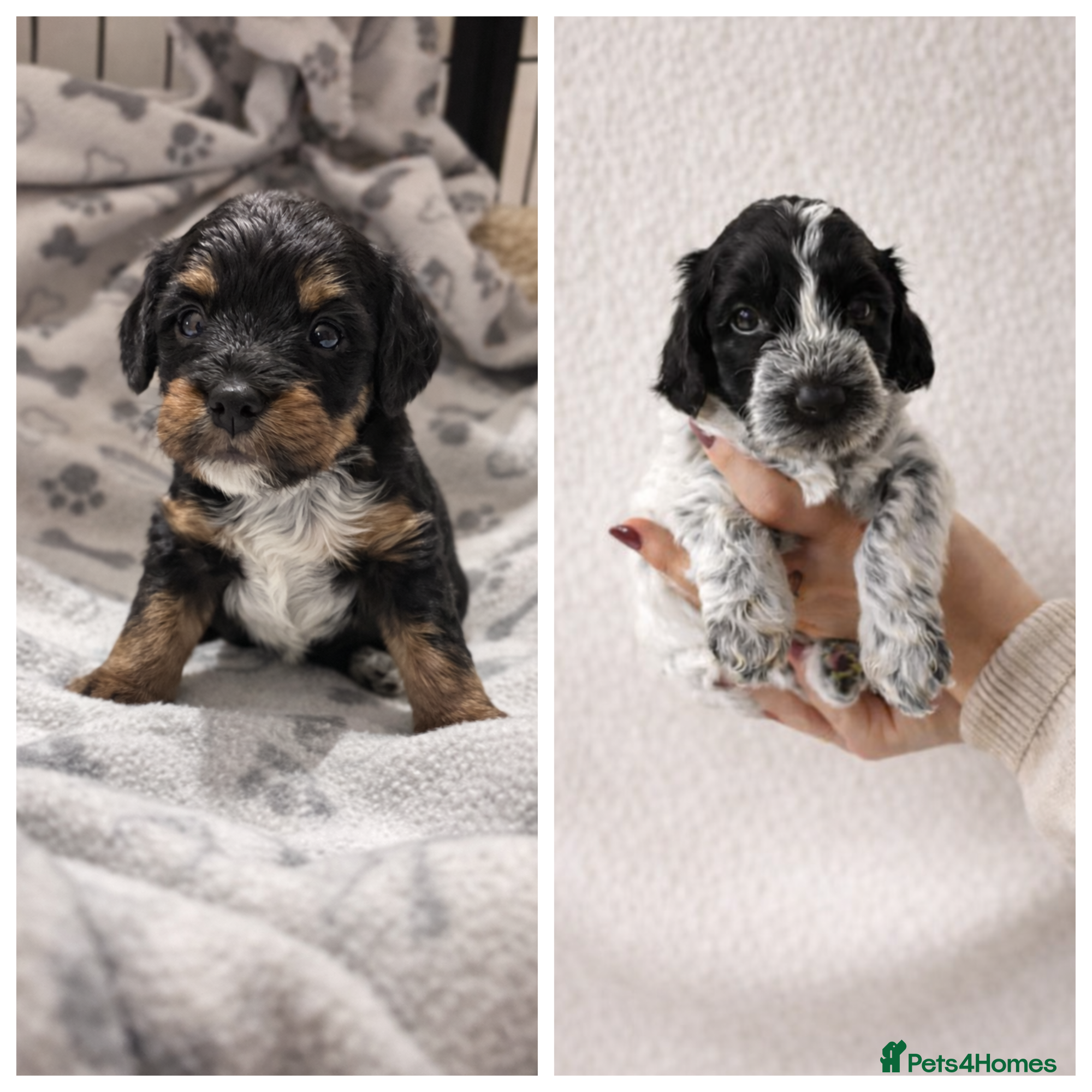 Cockapoo dogs 2 remaining cockapoo puppies. Little Pea and Patch - Advert 17