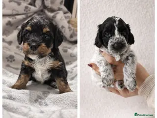 Cockapoo dogs 2 remaining cockapoo puppies. Little Pea and Patch - Advert 17