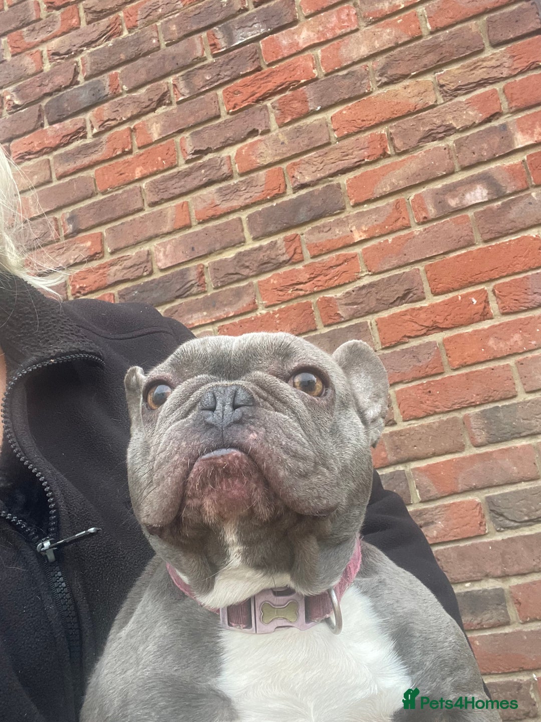 French Bulldog dogs for sale: Frenchie female - Advert 6