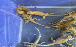 Bearded Dragon reptiles for sale: 7 Baby bearded dragons  - Advert 3