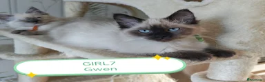 Gwen 