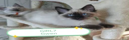 Ragdoll cats for sale: Wonderful purebred RAGDOLL  - Advert 3