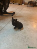 Mixed Breed cats - Advert 9