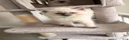 Ragdoll cats for sale: GCCF Ragdoll pedigree kittens blue point  - Advert 25