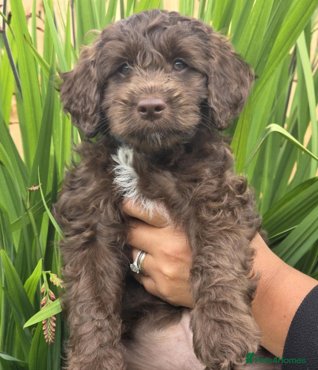 Sproodle dogs for sale: Gorgeous Chocolate Sproodle Puppies - Image 22