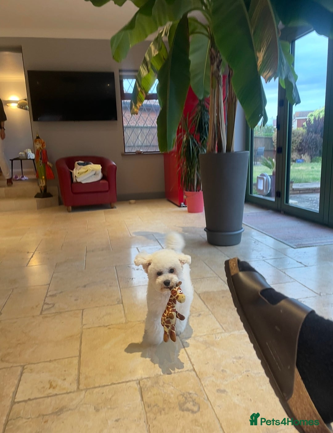 Bichon Frise dogs for sale: Bichon Frise for sale aged 3  - Advert 2