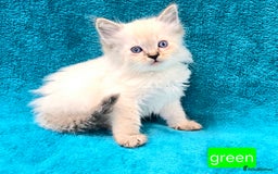 Ragdoll cats for sale: PEDIGREE GCCF REG CHAMPION LINE RAGDOLL KITTENS - Image 14