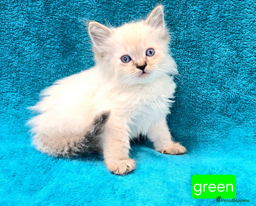 Ragdoll cats for sale: PEDIGREE GCCF REG CHAMPION LINE RAGDOLL KITTENS - Image 14