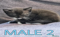 Mixed Breed cats for sale: Siamese Mum x Black and White kittens - Image 6