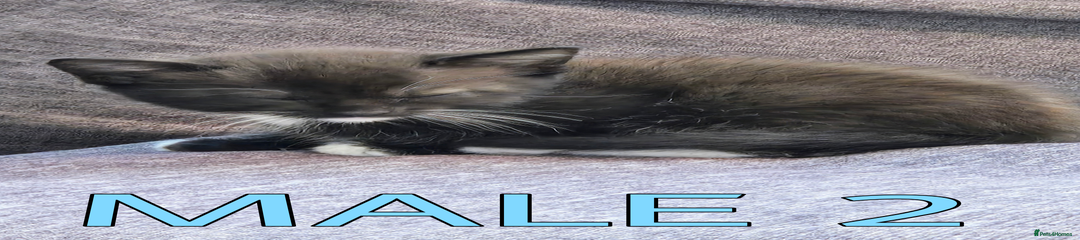 Male 2 – Baby blue collar