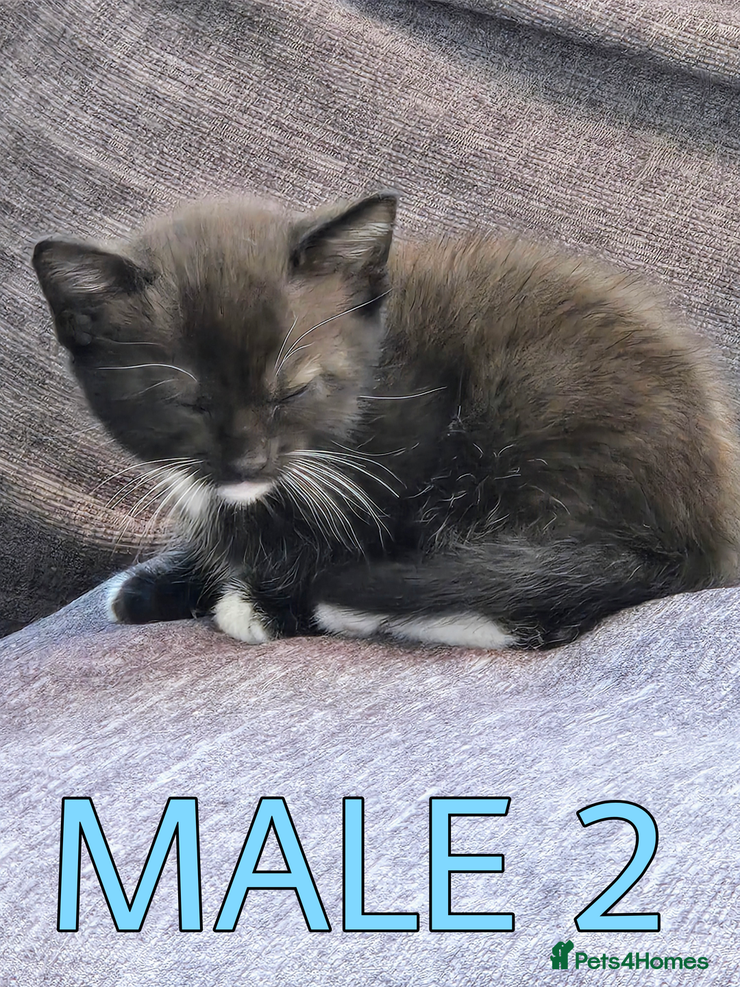 Mixed Breed cats for sale: Siamese Mum x Black and White kittens - Image 6