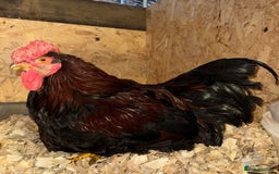 Chickens poultry for sale: Cockerels, Blue Copper Maran, Cream Legbar, Olive  - Image 5
