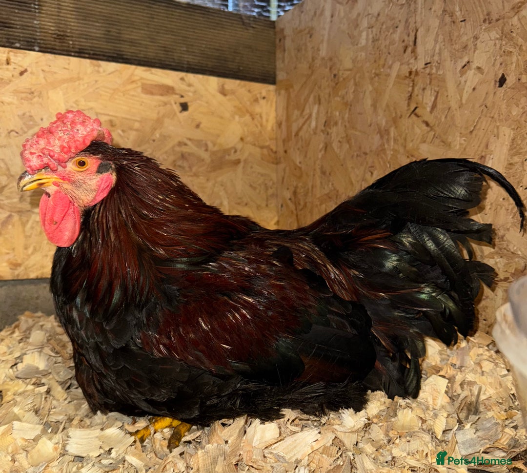 Chickens poultry for sale: Cockerels, Blue Copper Maran, Cream Legbar, Olive  - Image 5