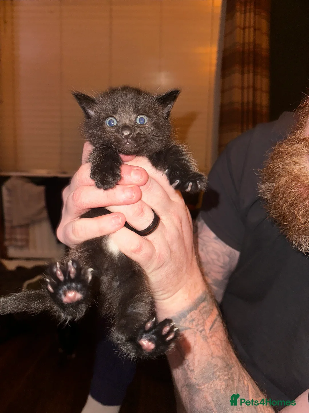 Siberian cats for sale: One pure Siberian male- 4th litter very large  - Advert 17