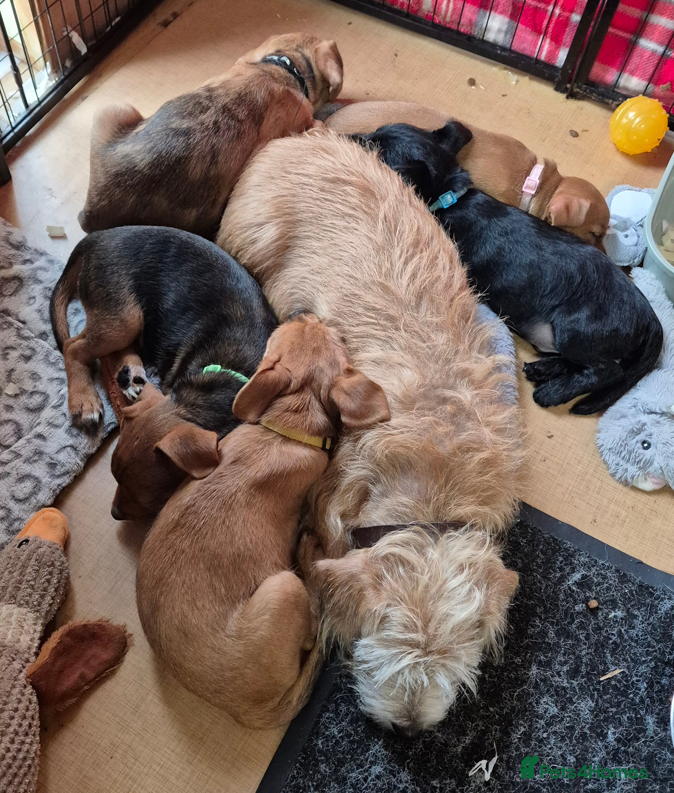 Patterjack dogs Patterjack puppies 10 weeks old - Advert 7