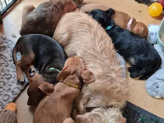 Patterjack dogs Patterjack puppies 10 weeks old - Advert 2