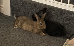 Rex rabbits for sale: 2 male rabbits for sale  - Image 2
