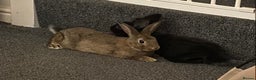 Rex rabbits for sale: 2 male rabbits for sale  - Advert 2