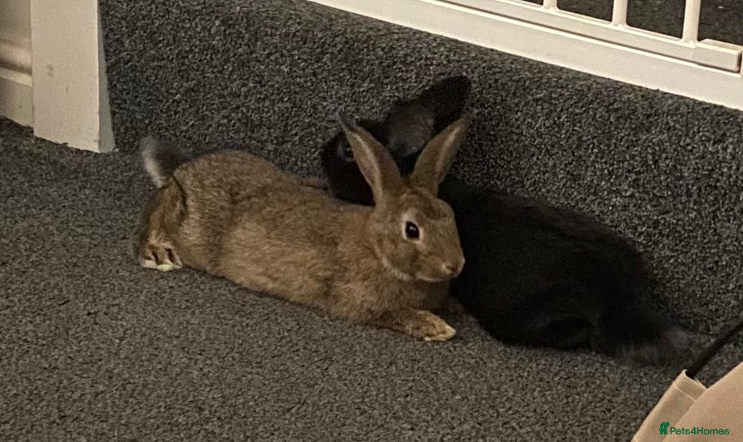 Rex rabbits for sale: 2 male rabbits for sale  - Image 2