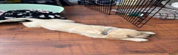 Golden Retriever dogs for sale: Elvis golden retriever puppy - Advert 4