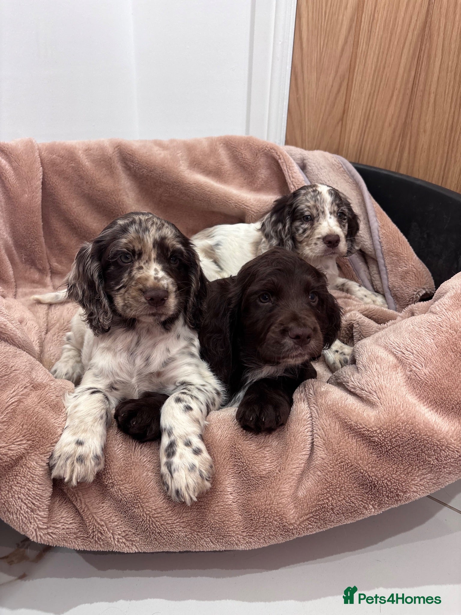 Cocker Spaniel dogs Working cocker spaniel puppies  - Advert 9