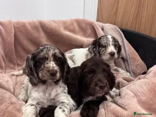Cocker Spaniel dogs Working cocker spaniel puppies - Advert 7