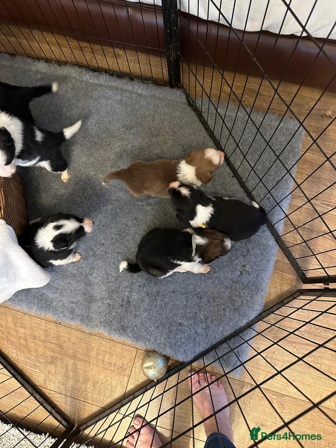 Border Collie dogs for sale: Boarder collie pups  - Advert 6