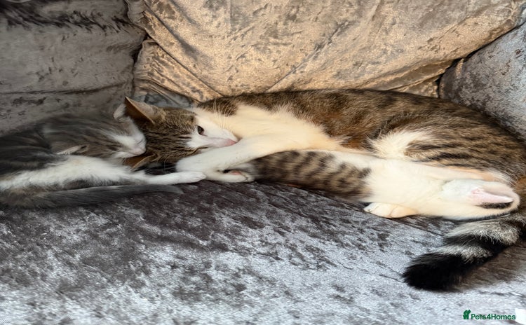 Mixed Breed cats 2 beautiful male kittens - Advert 13