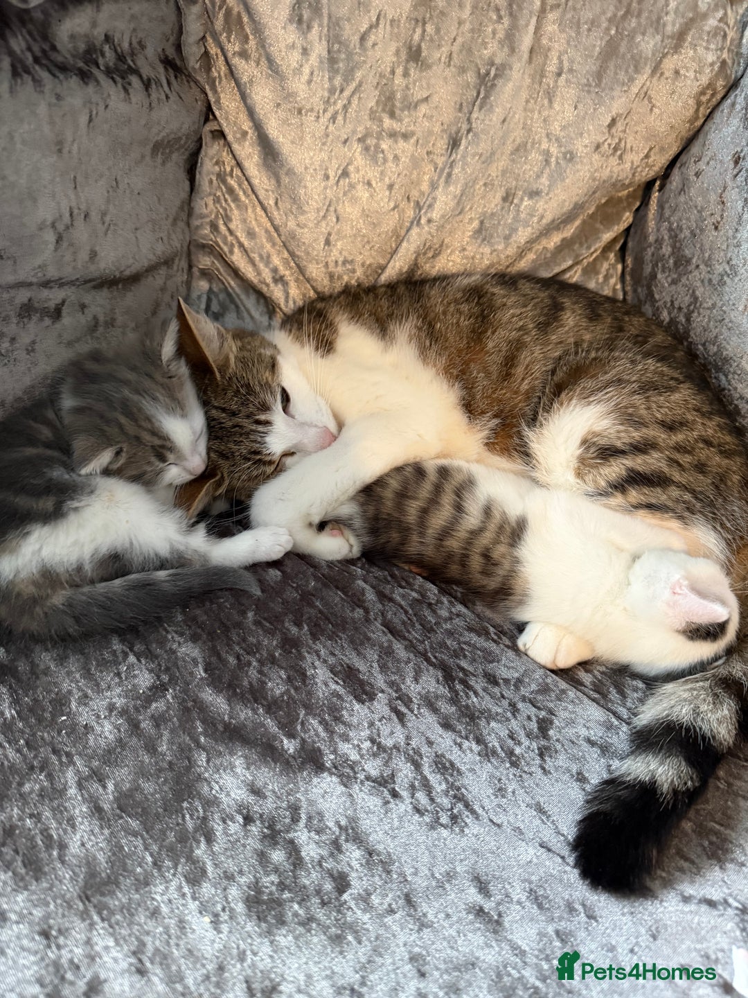 Mixed Breed cats for sale: 2 beautiful male kittens - Advert 1