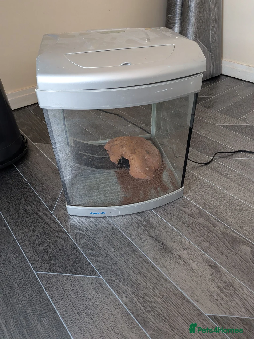 Tarantulas invertebrates for sale: Salmon pink birdeater 1.5 inches, will grow to 12 in Middlesbrough - Advert 3
