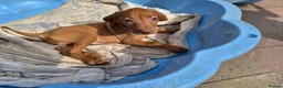 Hungarian Vizsla dogs for sale: Beautiful Hungarian Vizsla Puppies - Advert 4